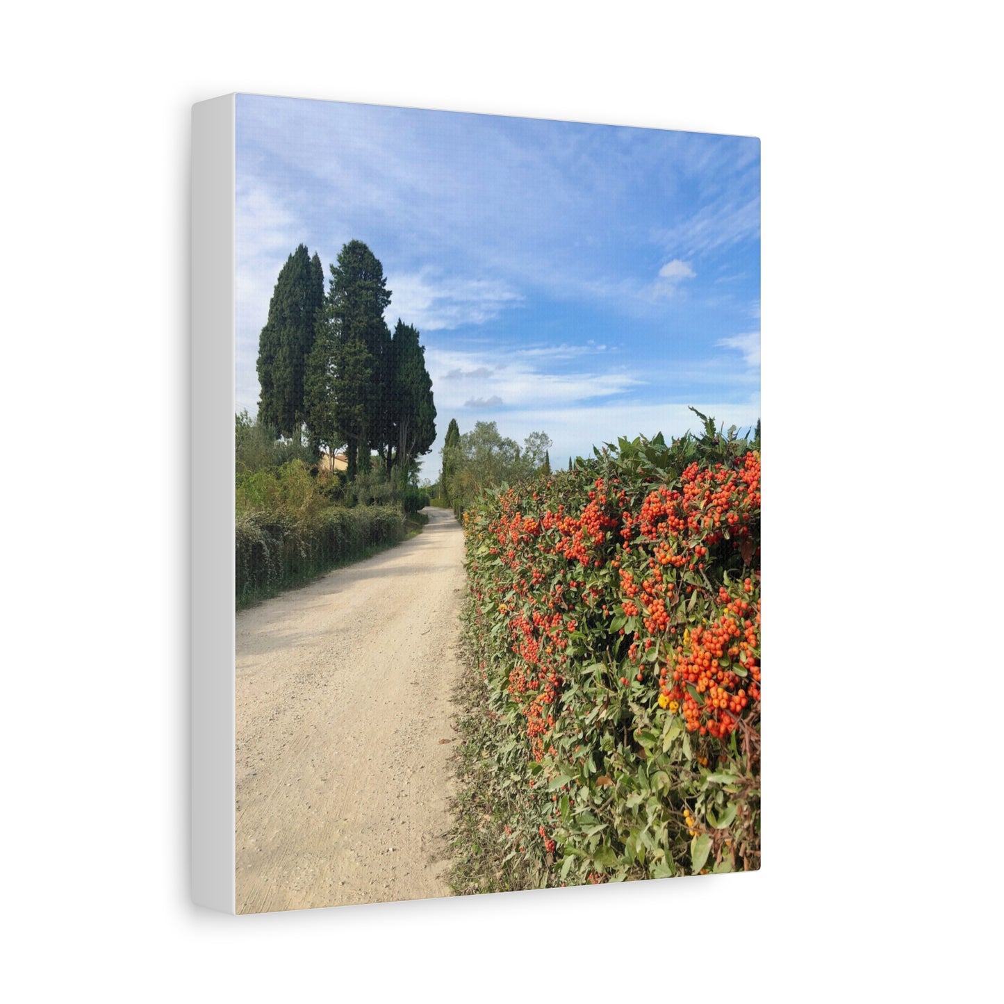 Canvas Print - Tuscan Vineyard