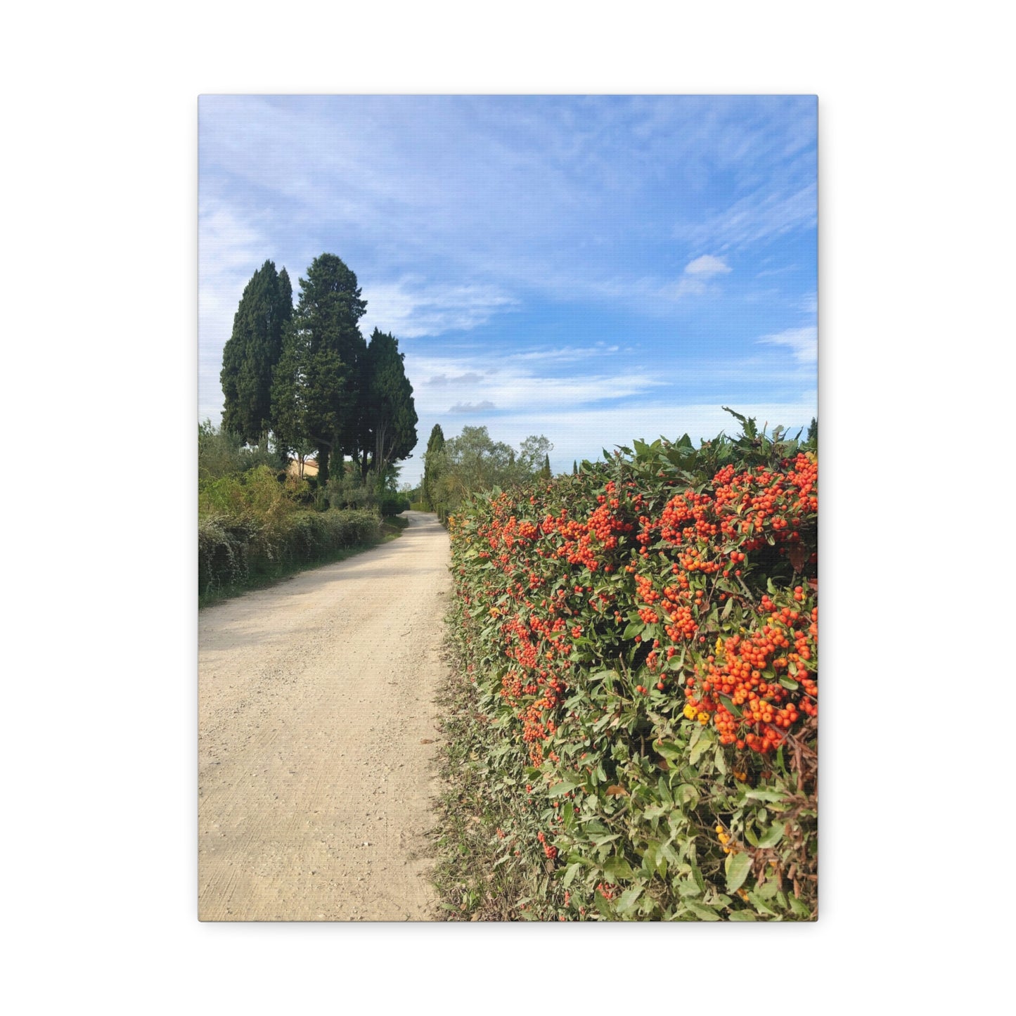 Canvas Print - Tuscan Vineyard