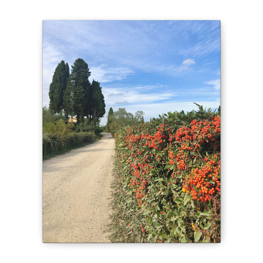Canvas Print - Tuscan Vineyard