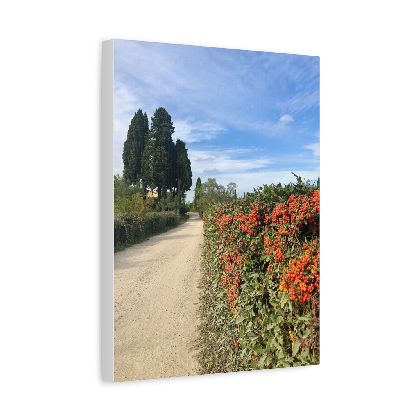 Canvas Print - Tuscan Vineyard