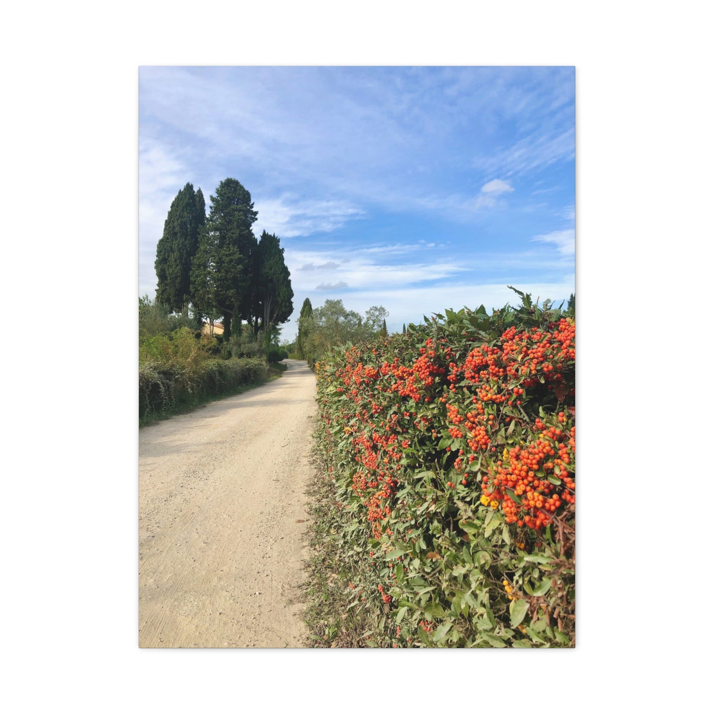Canvas Print - Tuscan Vineyard