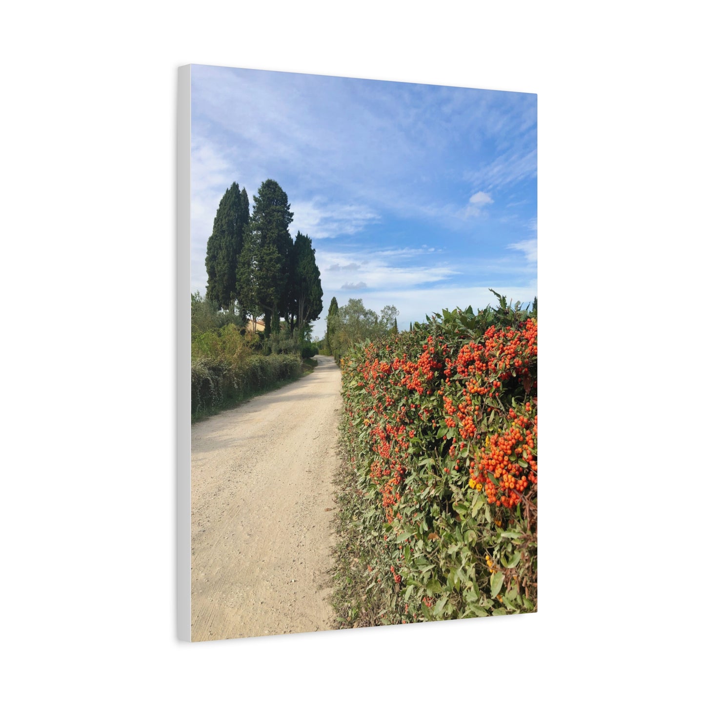 Canvas Print - Tuscan Vineyard